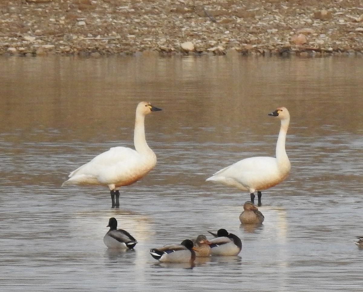 Tundra Swan - Glenn Pearson