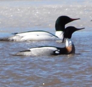 Red-breasted Merganser - ML145527691