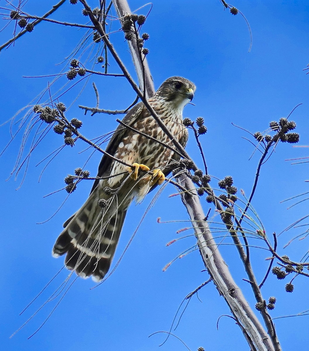 Merlin - Pavia Antonas 🦉