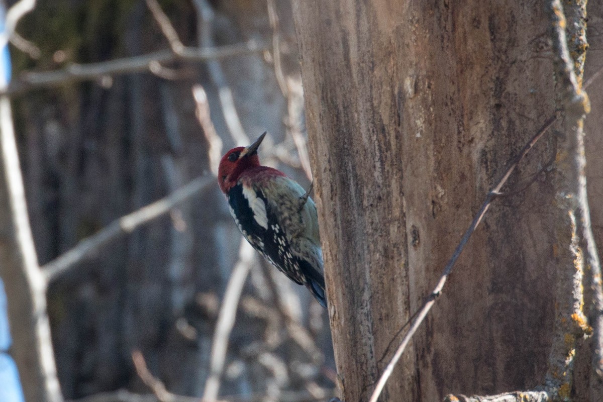 Red-breasted Sapsucker - ML145528211