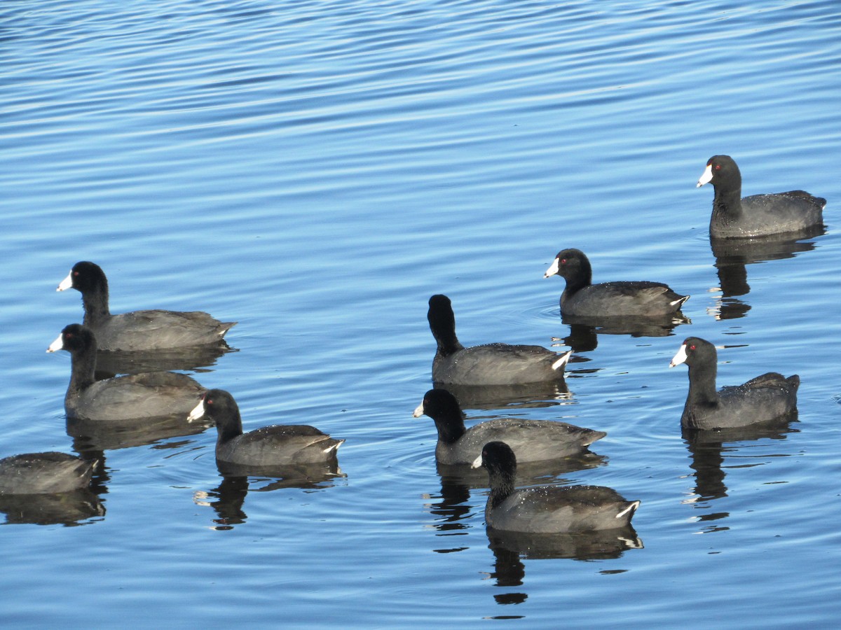 American Coot - ML145529681