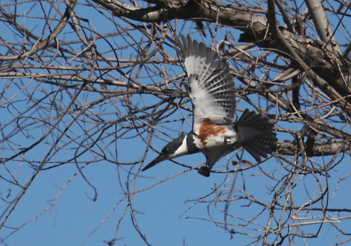 Belted Kingfisher - ML145529721