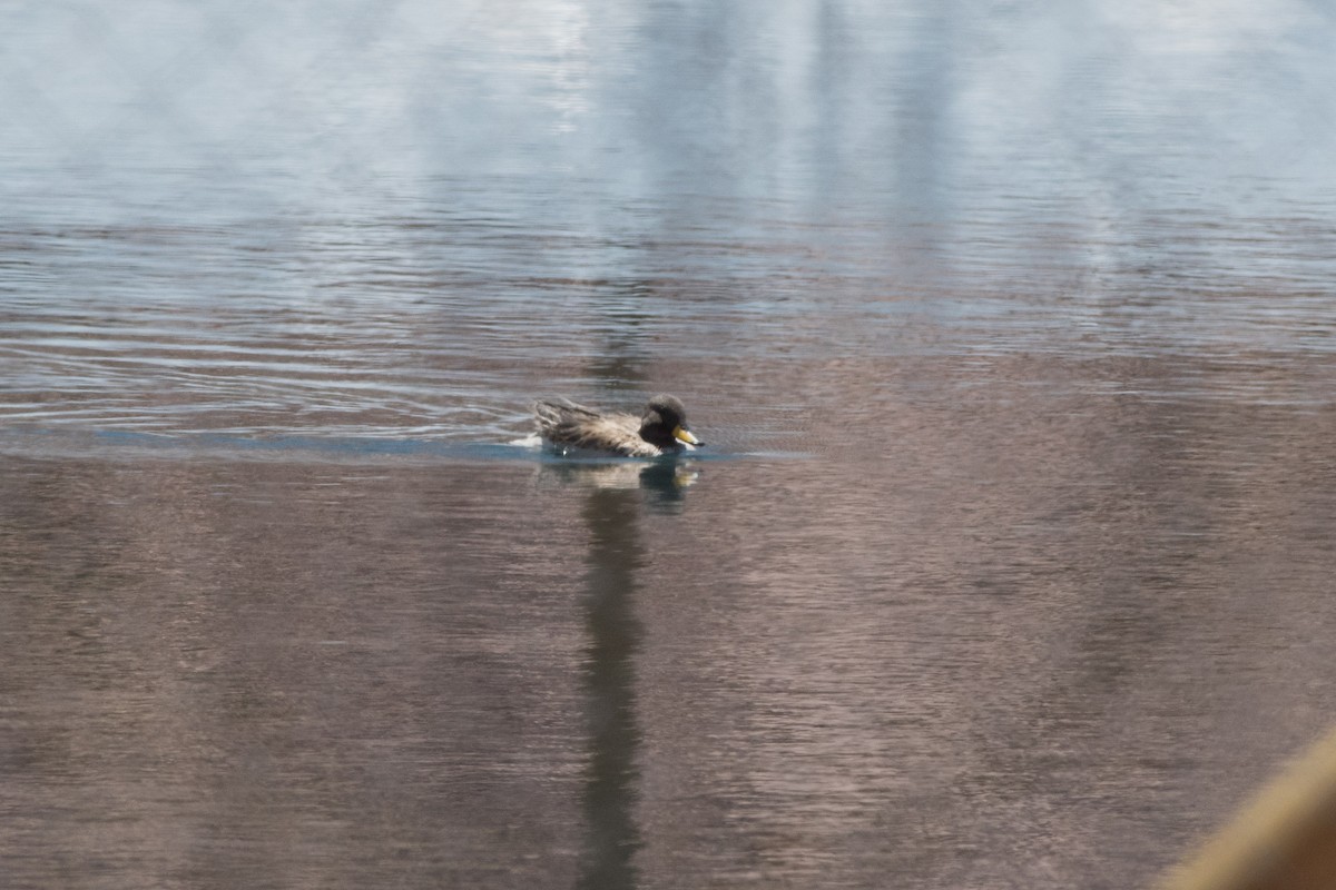 Yellow-billed Teal - ML145532251