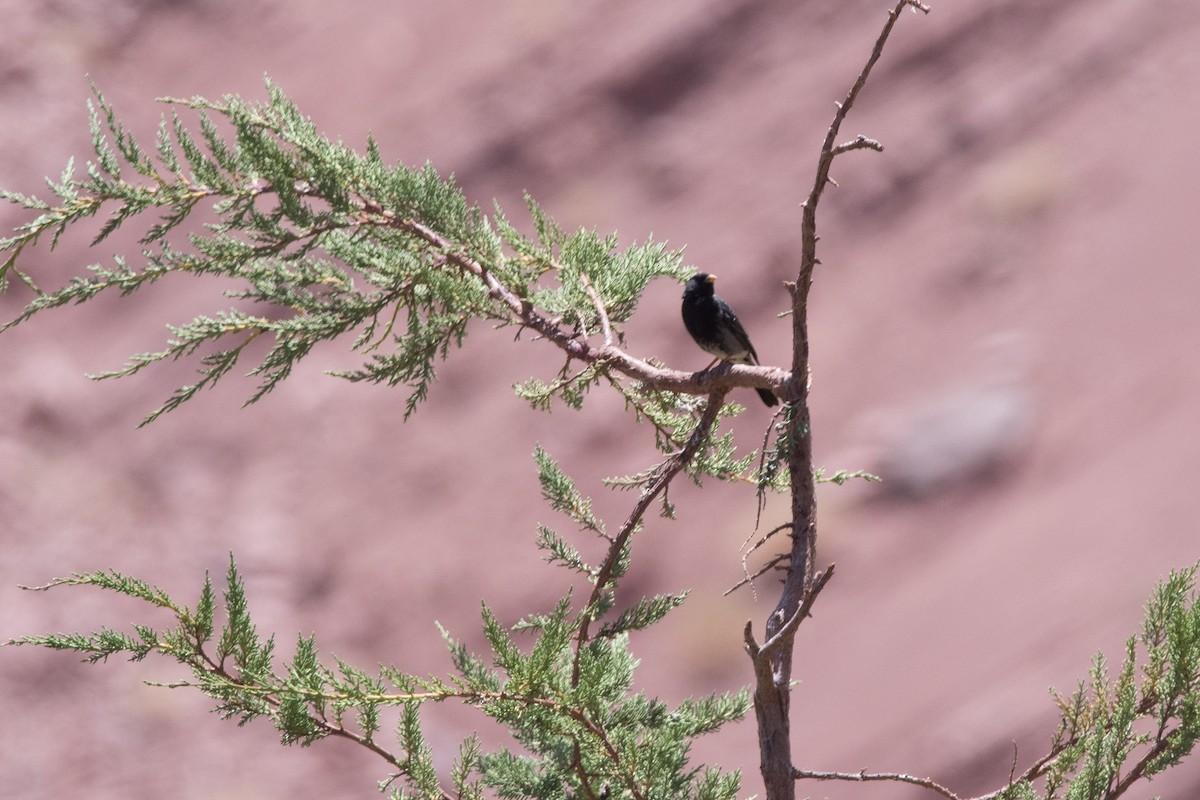 Mourning Sierra Finch - ML145532401