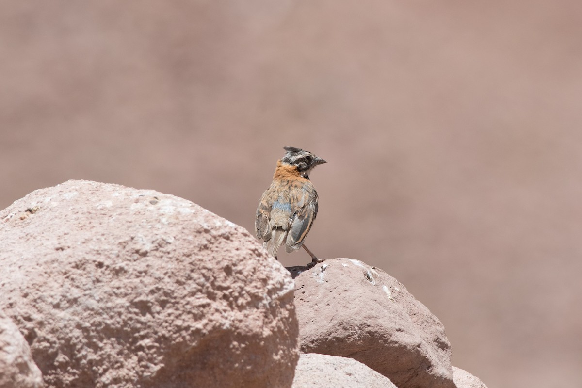 Rufous-collared Sparrow - ML145532491