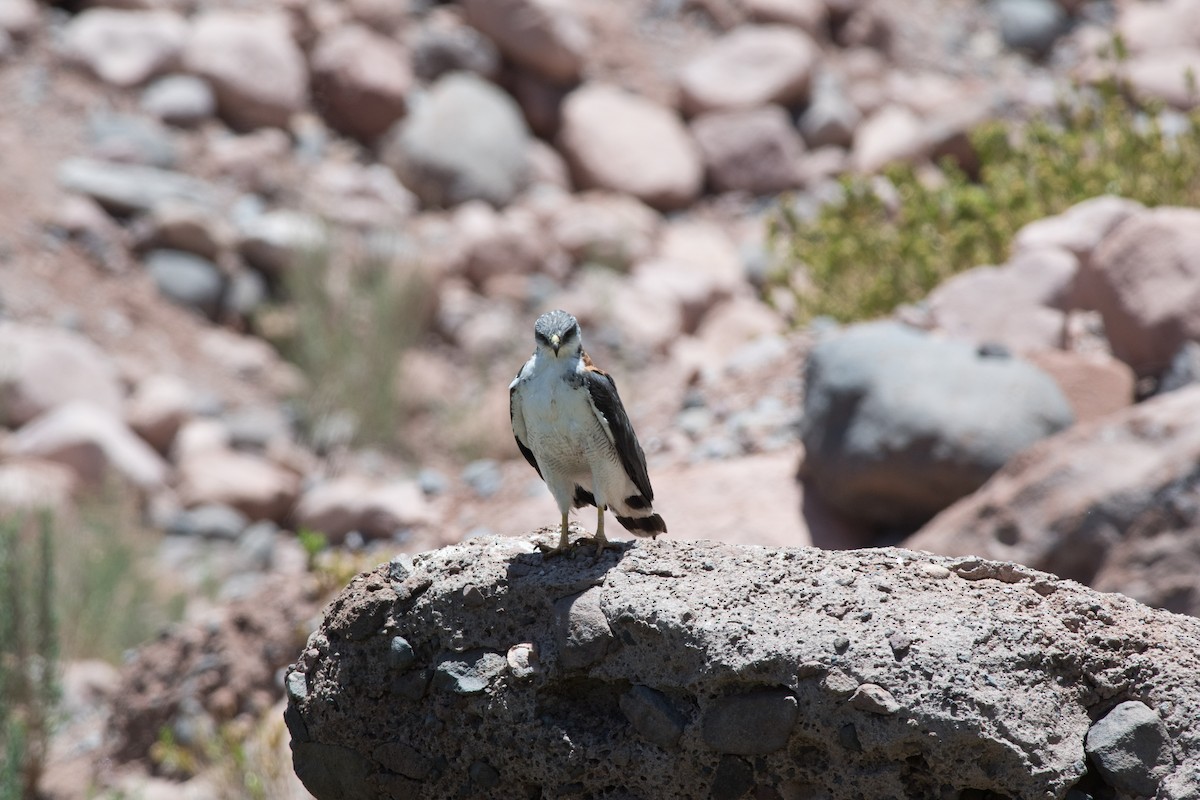 Variable Hawk (Red-backed) - ML145532501