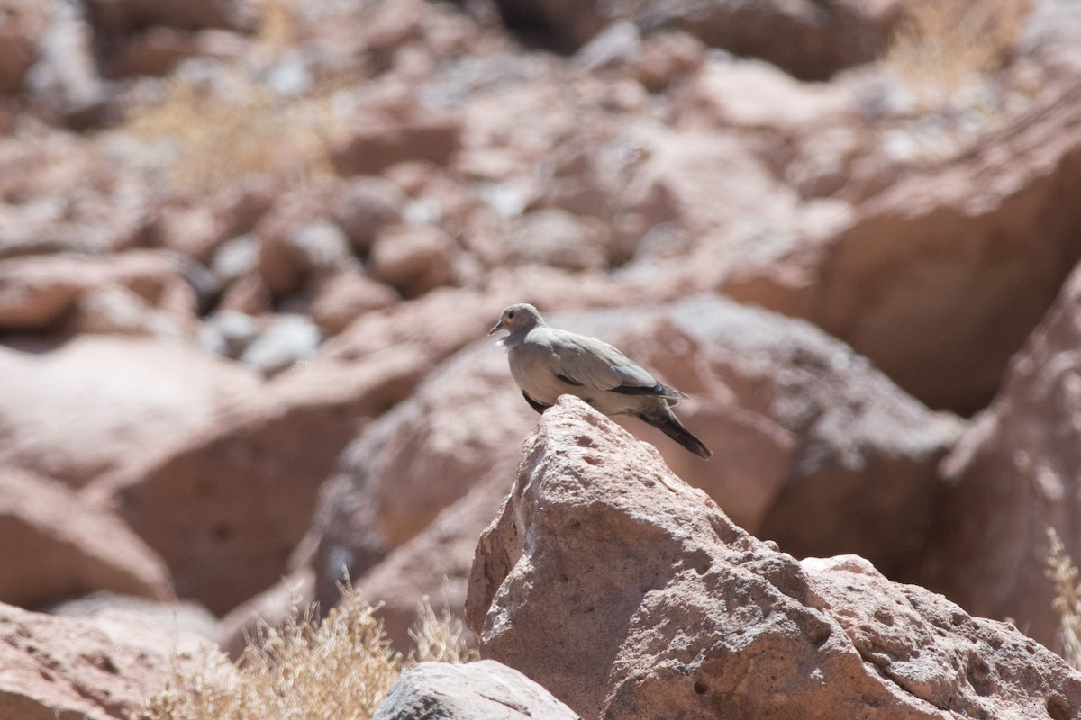 Black-winged Ground Dove - ML145532511