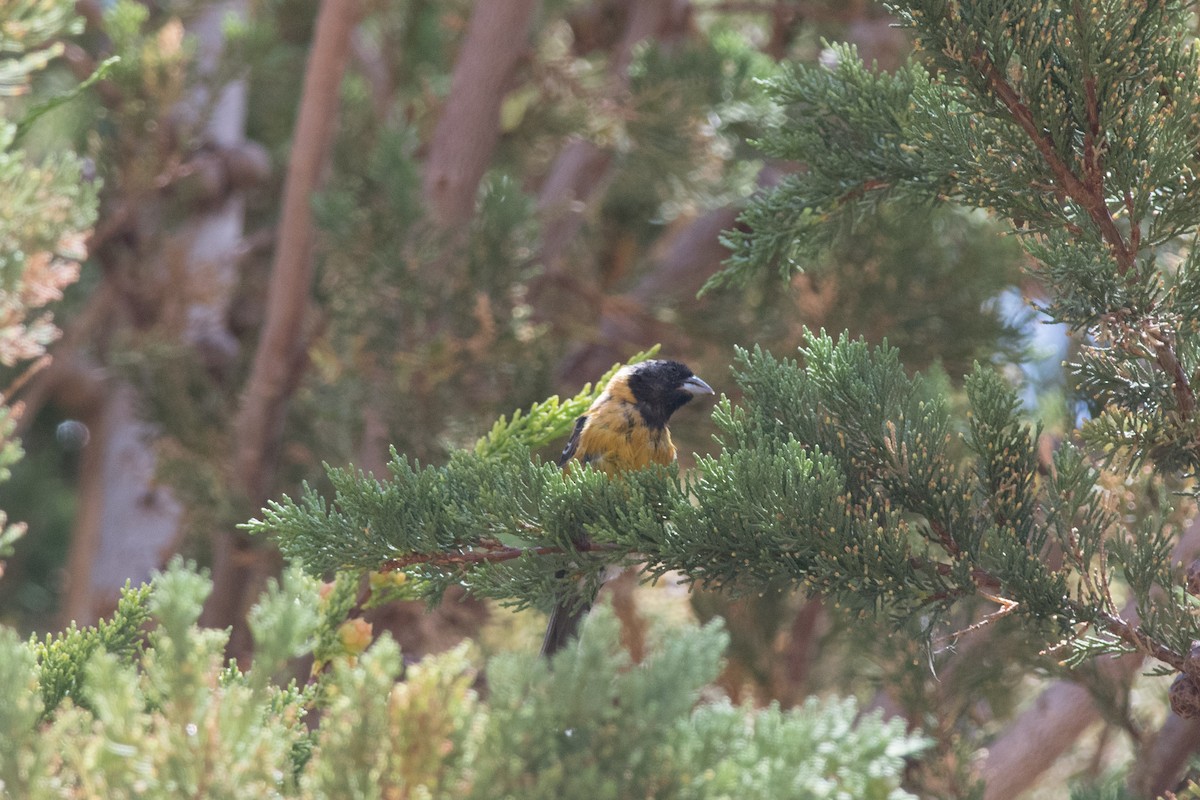 Black-hooded Sierra Finch - ML145532571