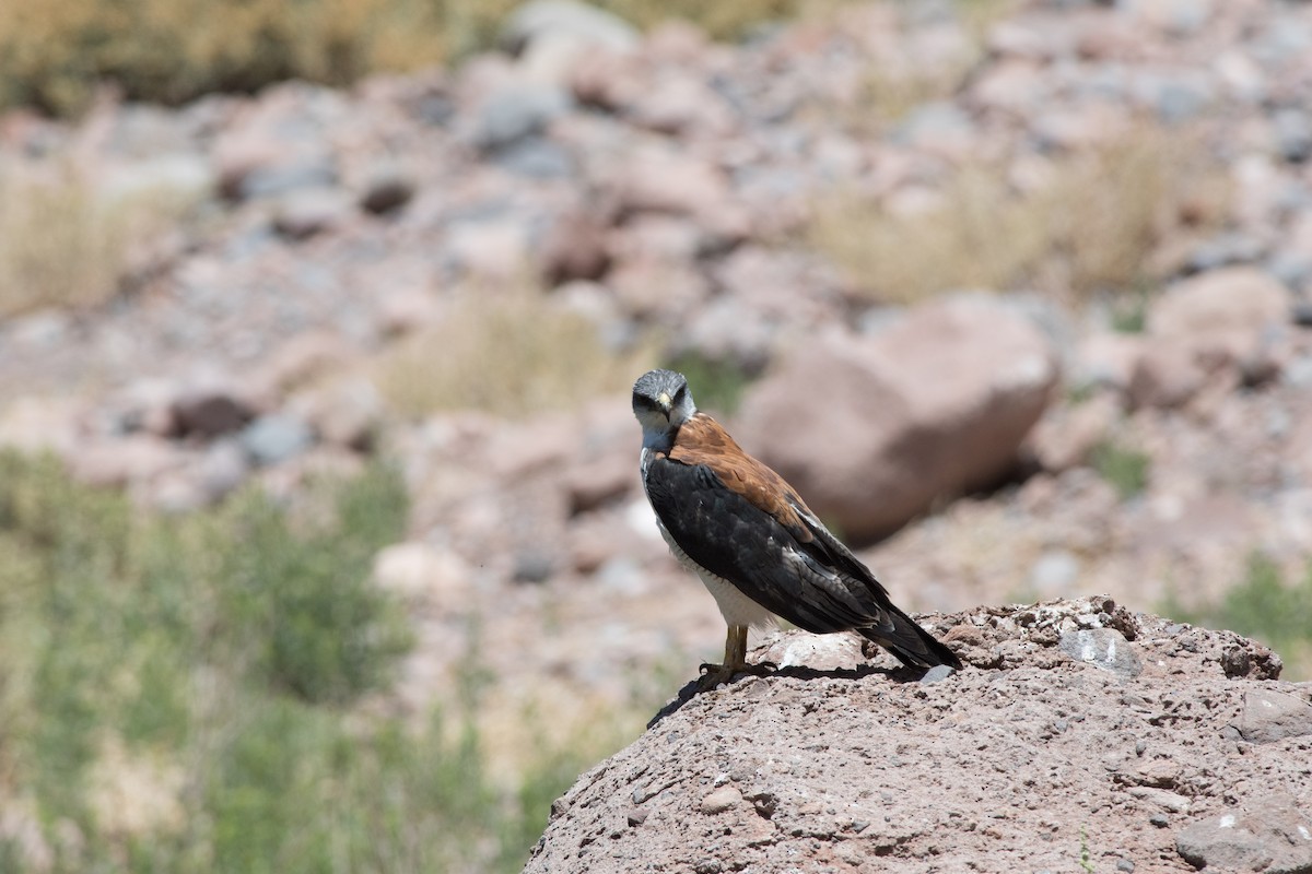 Variable Hawk (Red-backed) - ML145532681