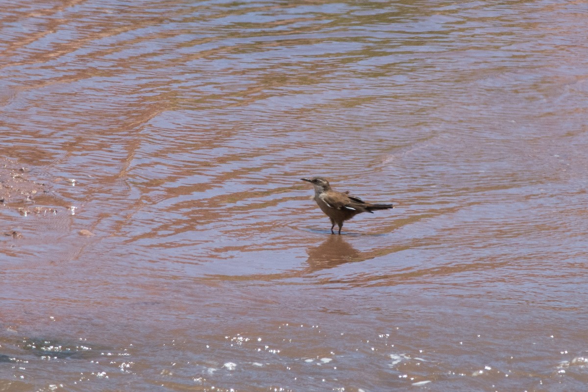 White-winged Cinclodes - ML145532771