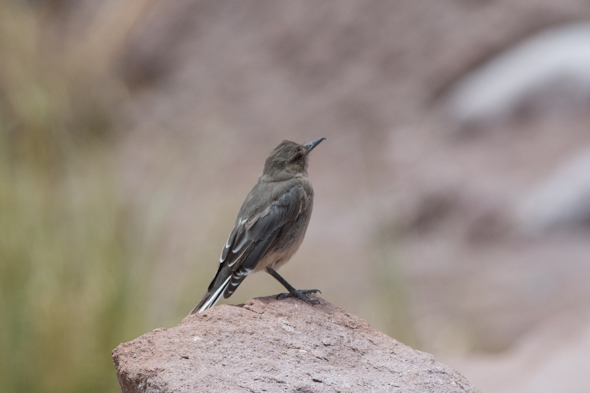 Black-billed Shrike-Tyrant - ML145532791