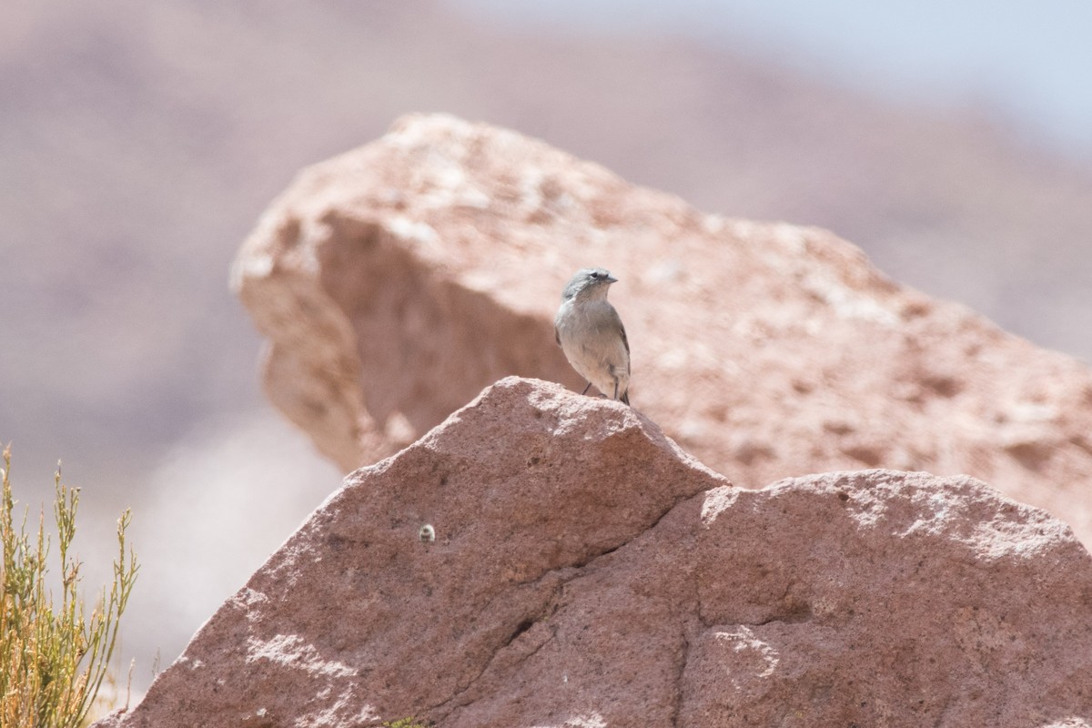 Ash-breasted Sierra Finch - ML145532901