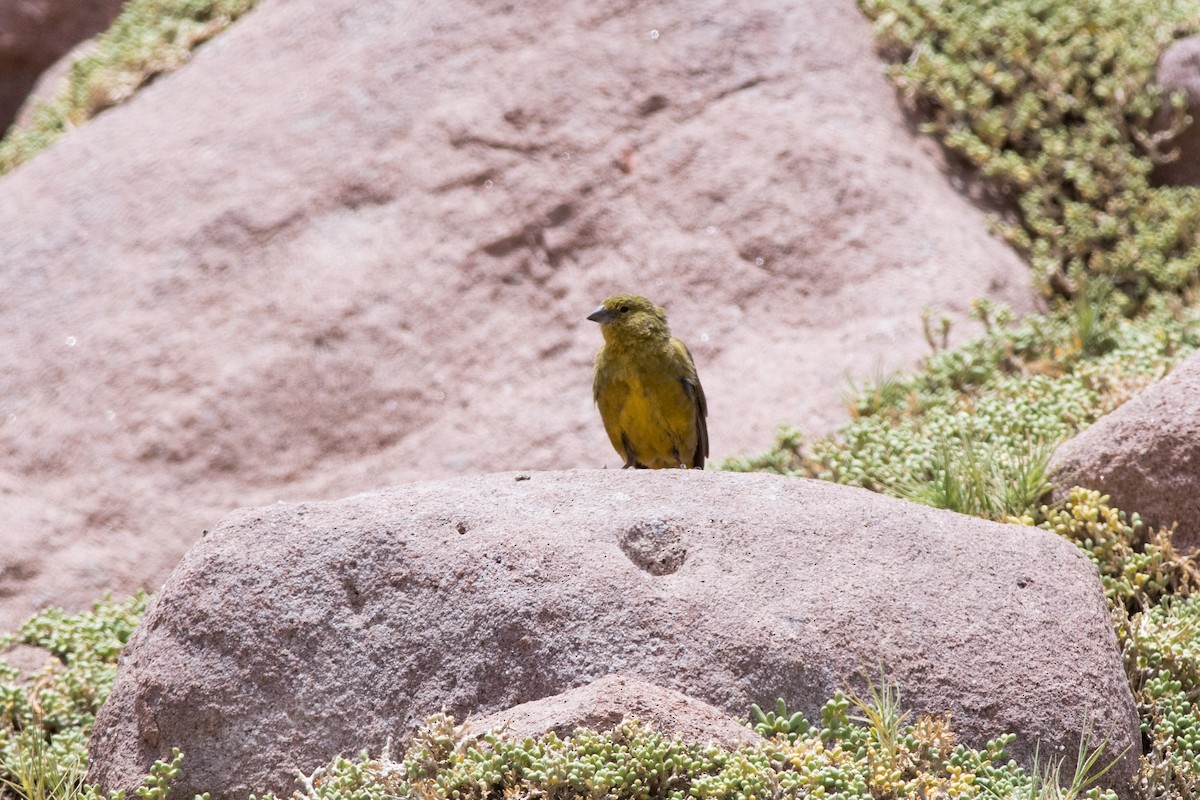 Greenish Yellow-Finch - ML145533001