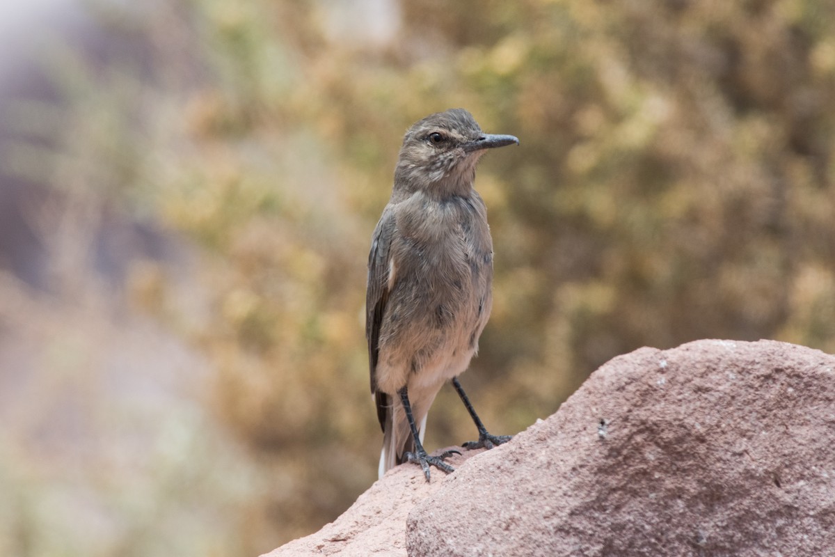 Black-billed Shrike-Tyrant - ML145533021