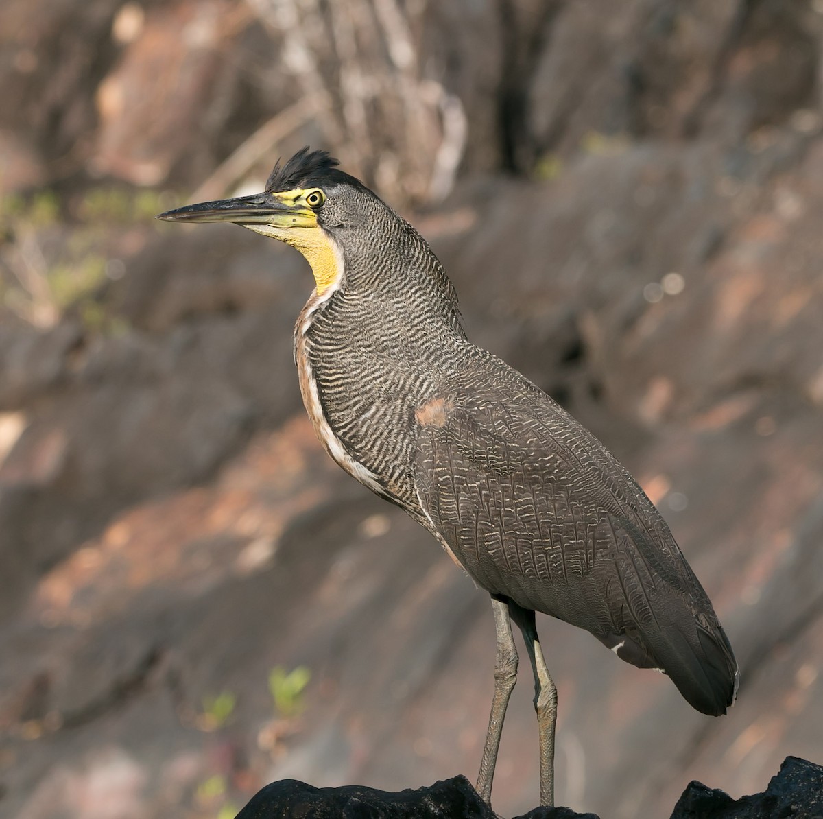 Bare-throated Tiger-Heron - ML145533031