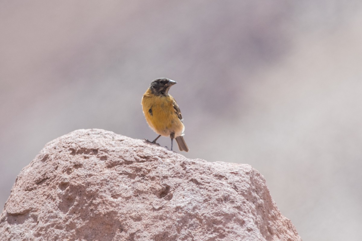 Black-hooded Sierra Finch - ML145533081