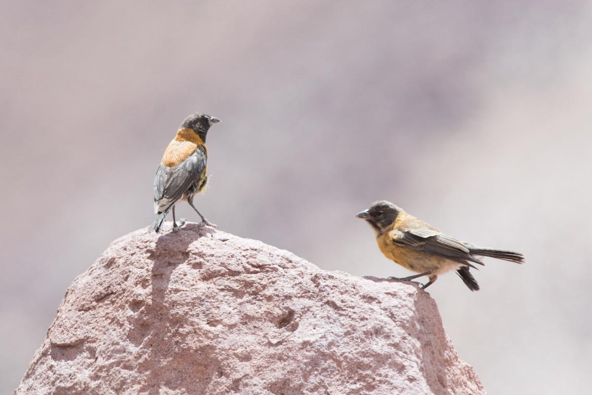 Black-hooded Sierra Finch - ML145533141