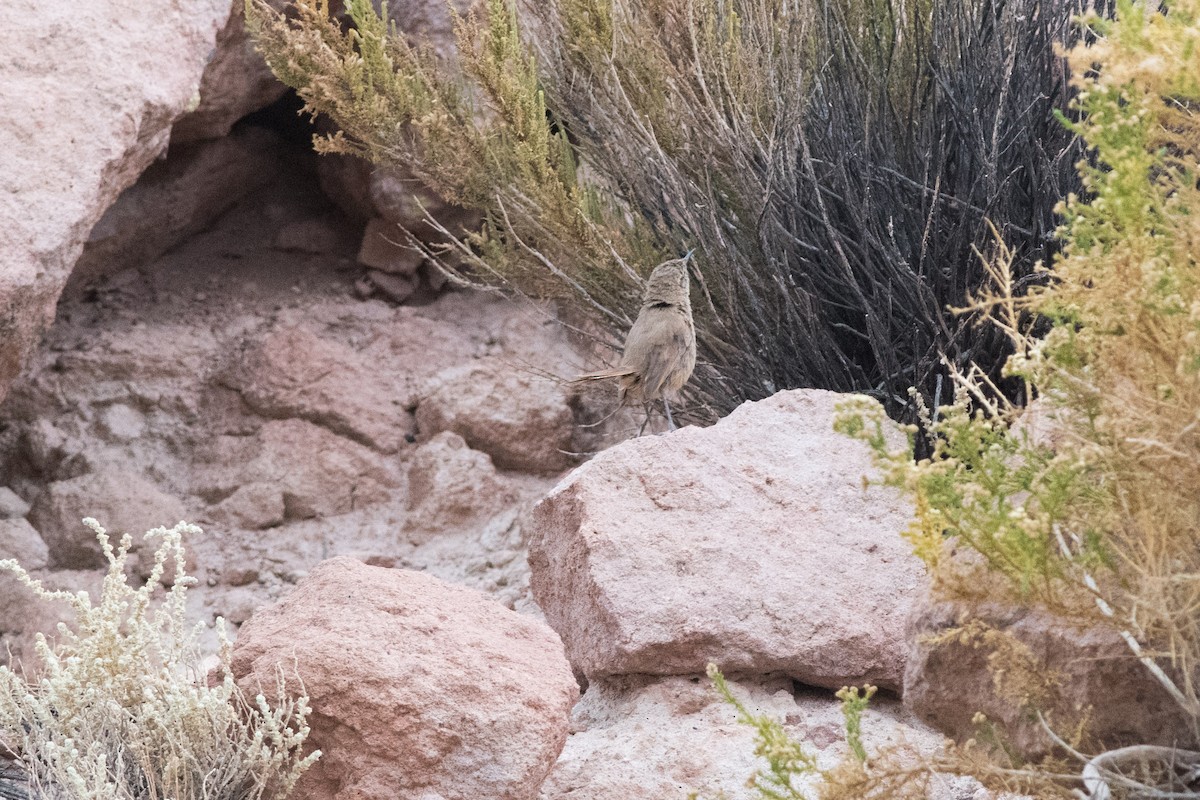 Southern House Wren - ML145533151