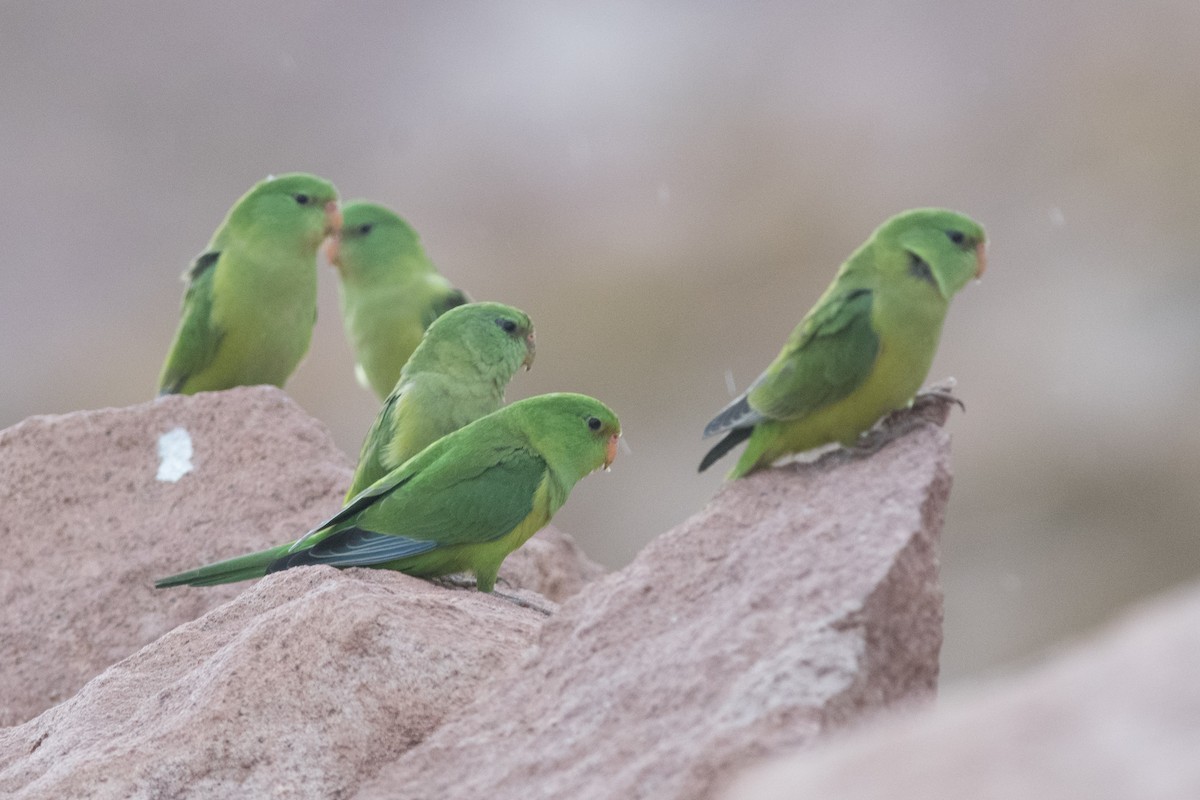 Mountain Parakeet - ML145533191