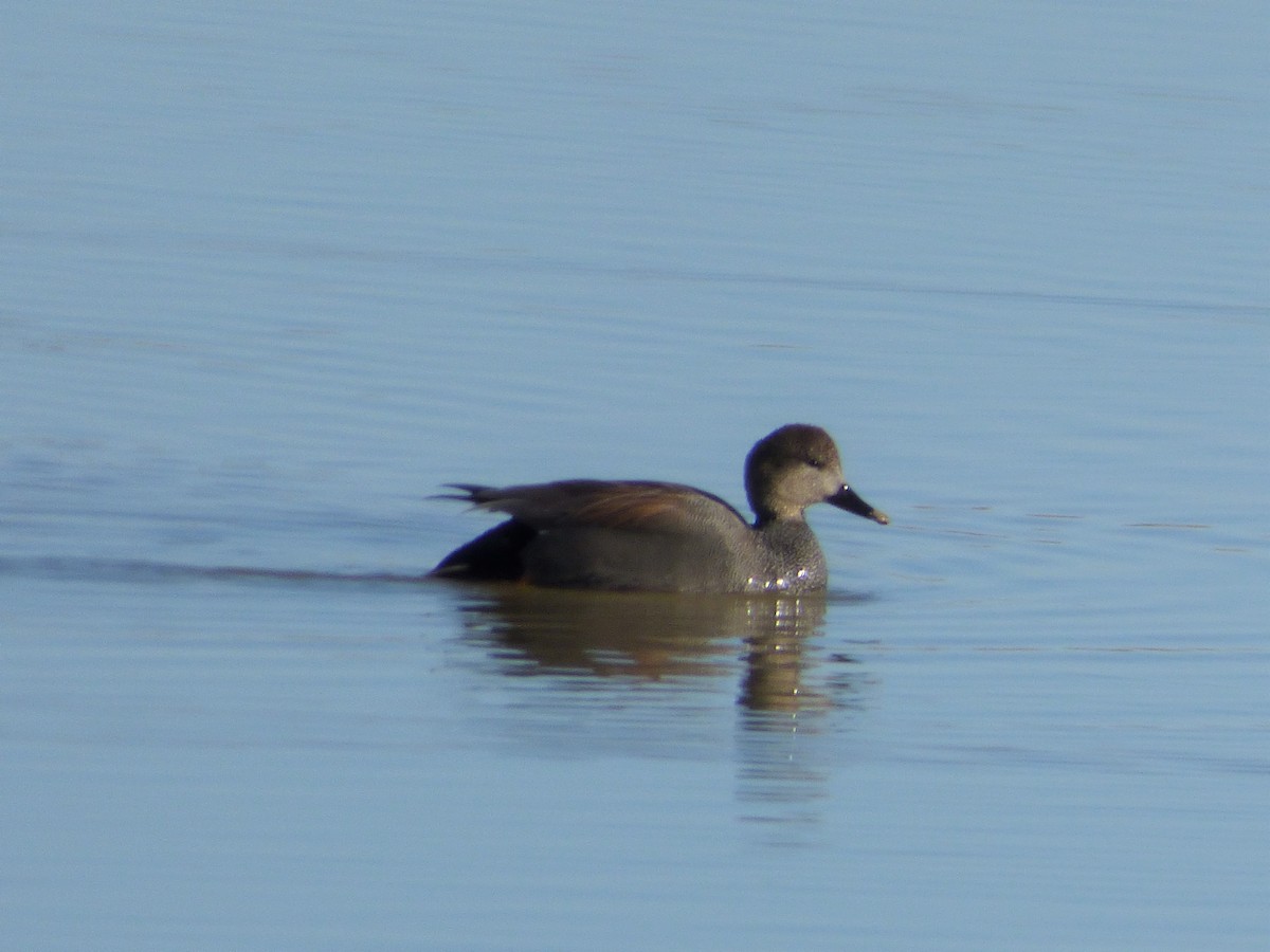 Gadwall - ML145534461