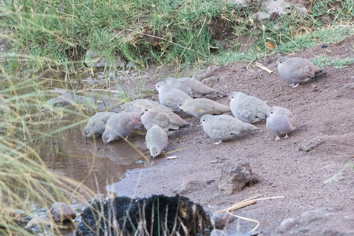 Golden-spotted Ground Dove - ML145535301