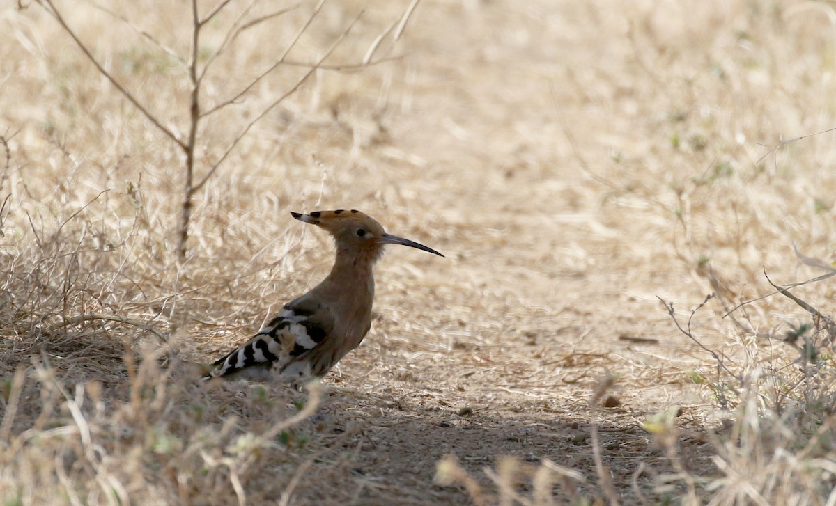 Eurasian Hoopoe (Eurasian) - ML145536391