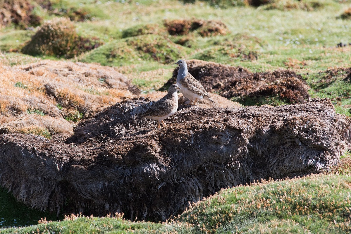 Gray-breasted Seedsnipe - ML145536711