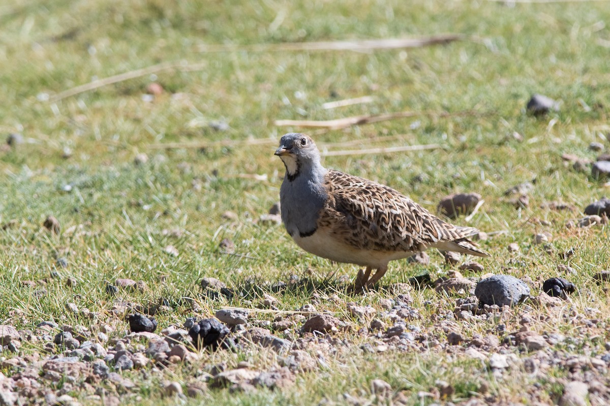 Gray-breasted Seedsnipe - Nige Hartley