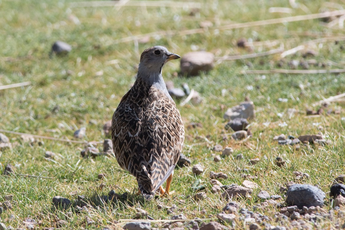 Gray-breasted Seedsnipe - ML145537051