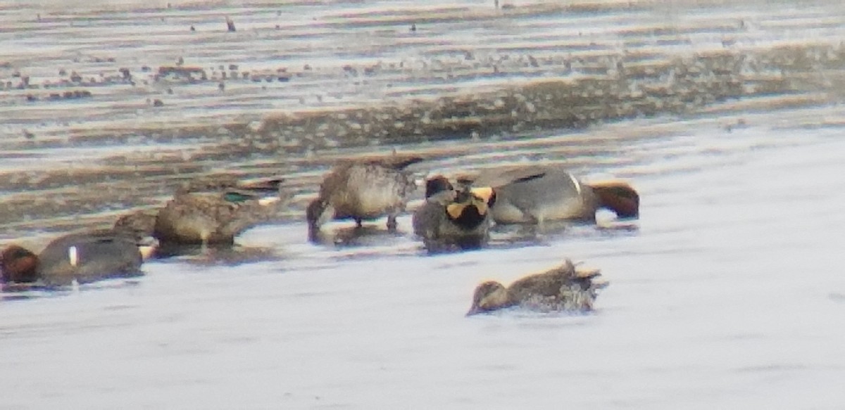 Green-winged Teal - ML145537201