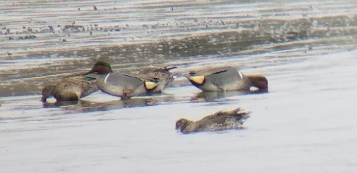 Green-winged Teal - ML145537211