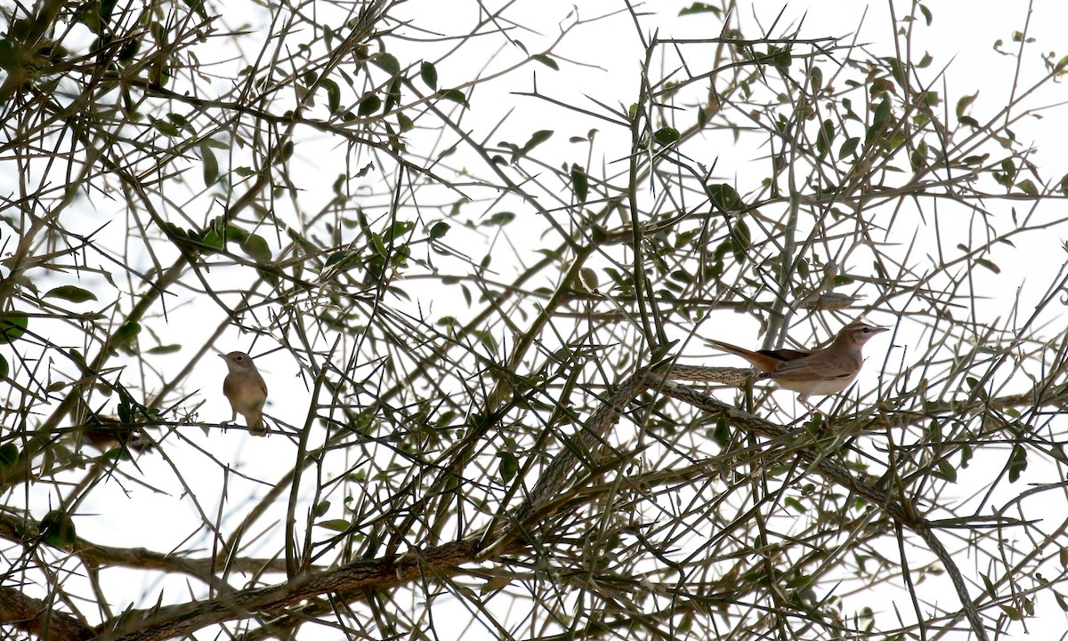 Rufous-tailed Scrub-Robin (Rufous-tailed) - ML145537921