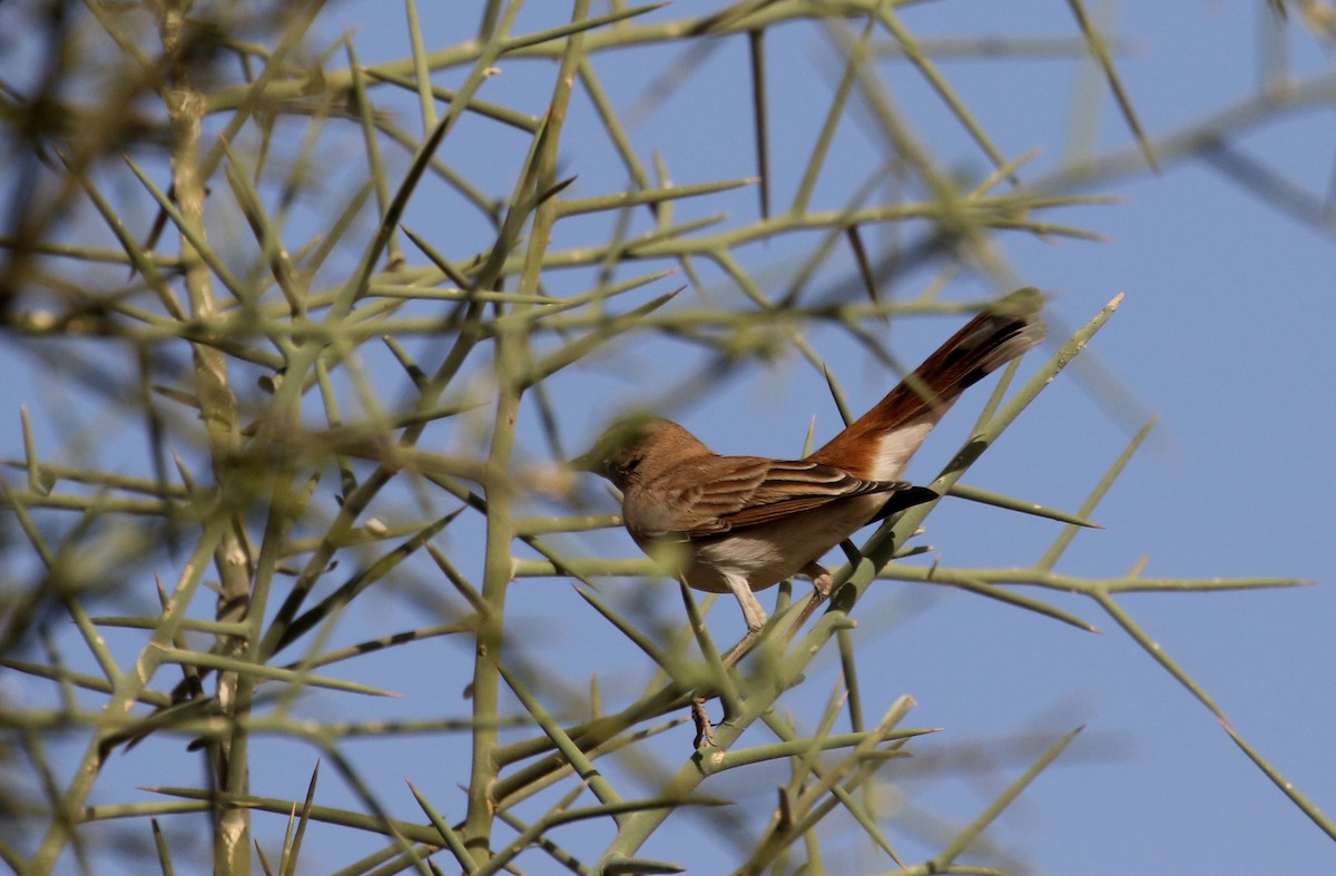 Rufous-tailed Scrub-Robin (Rufous-tailed) - ML145538161