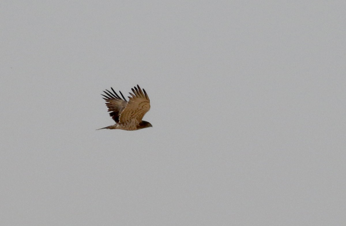 Short-toed Snake-Eagle - ML145538531