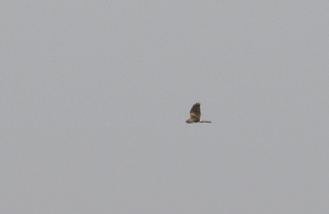 Montagu's Harrier - ML145538571