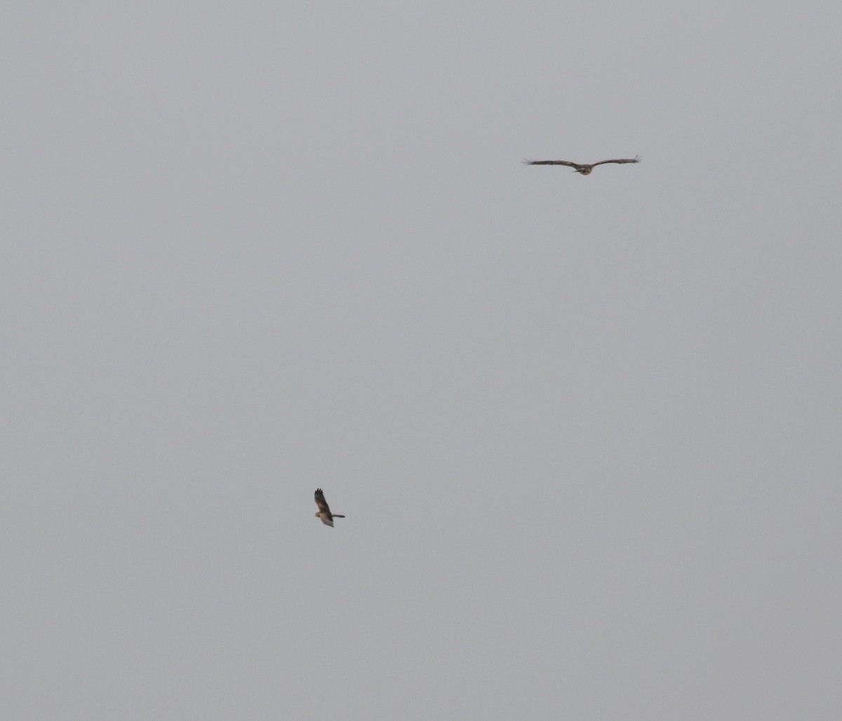 Montagu's Harrier - ML145538581