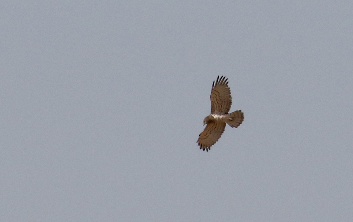 Short-toed Snake-Eagle - ML145538641