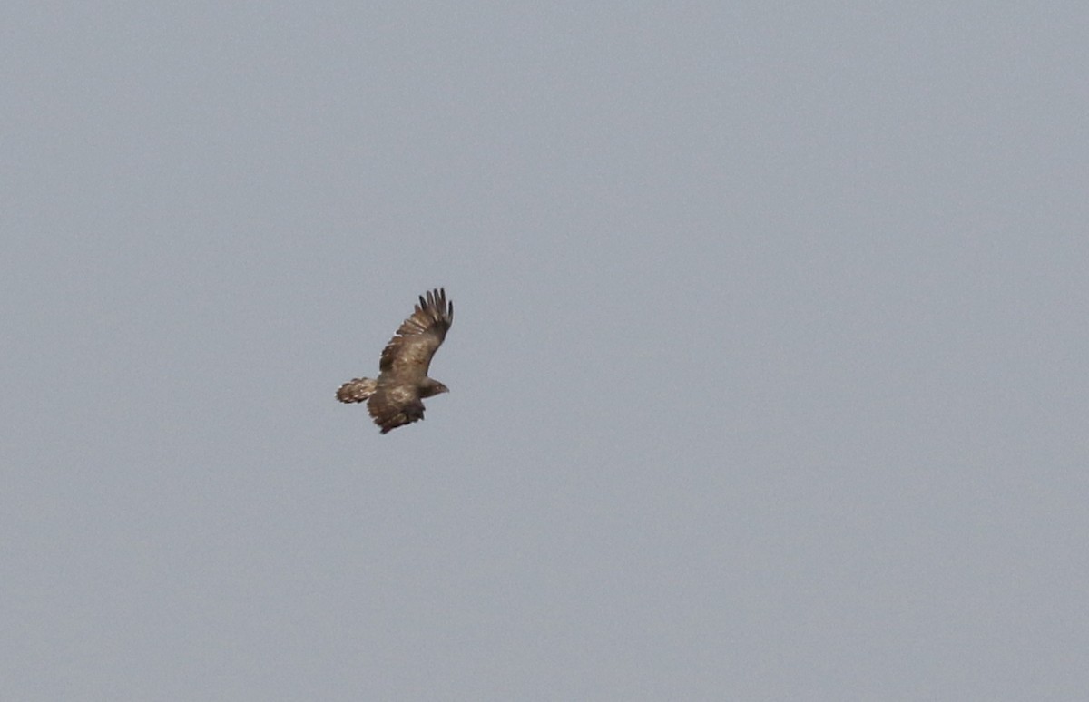 Short-toed Snake-Eagle - ML145538671