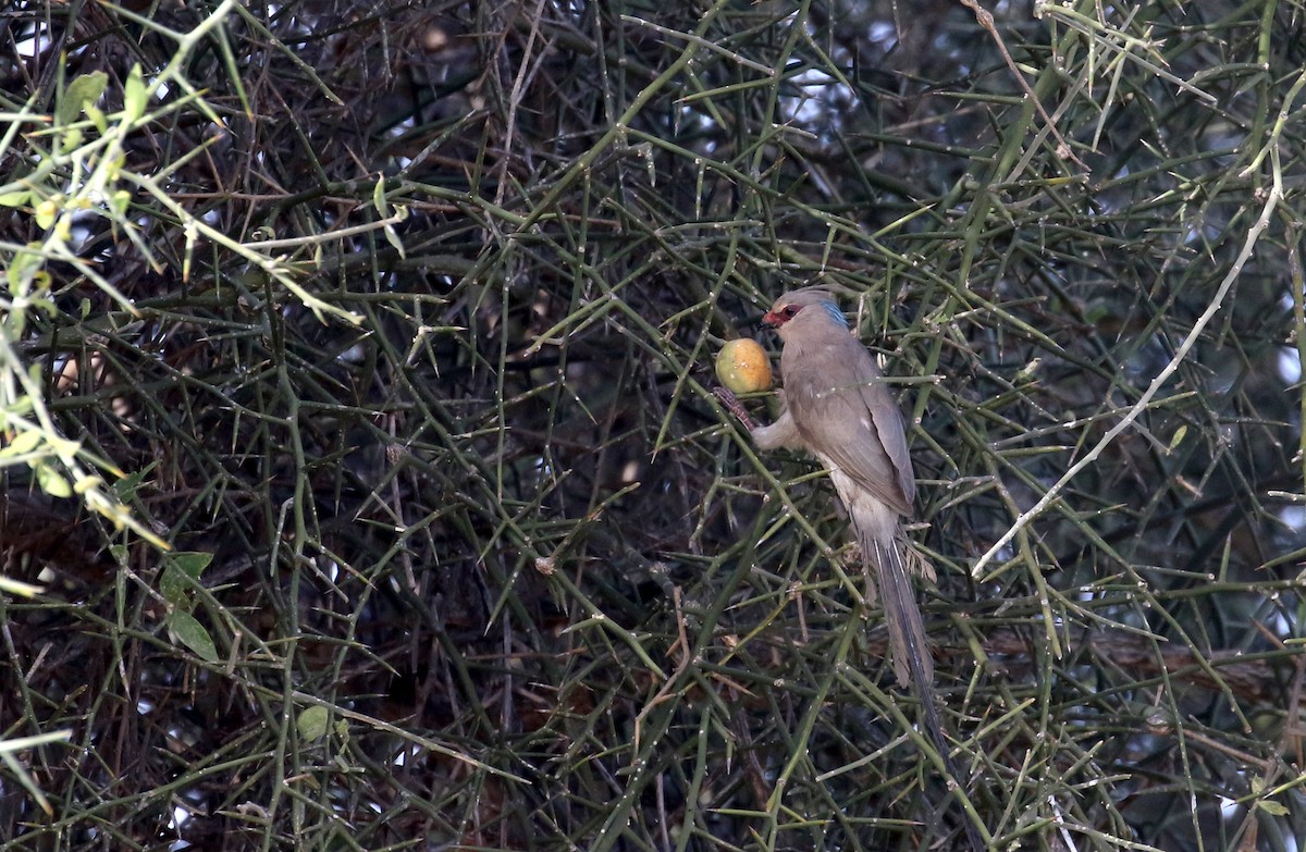 Blue-naped Mousebird - ML145538801