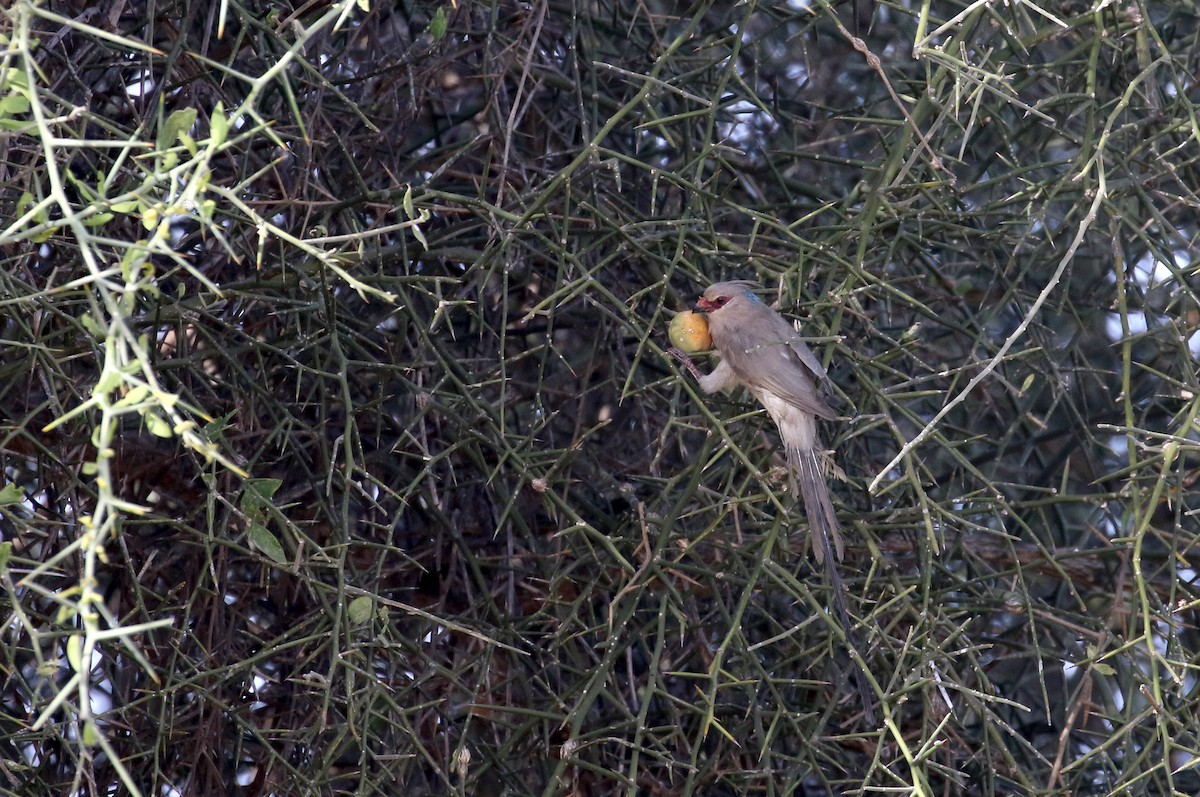 Blue-naped Mousebird - ML145538811