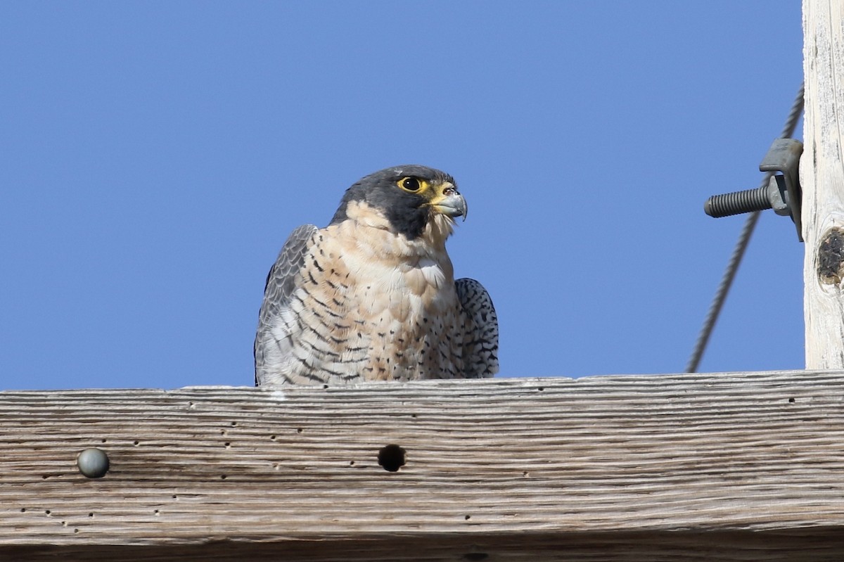 Peregrine Falcon - Russ Morgan