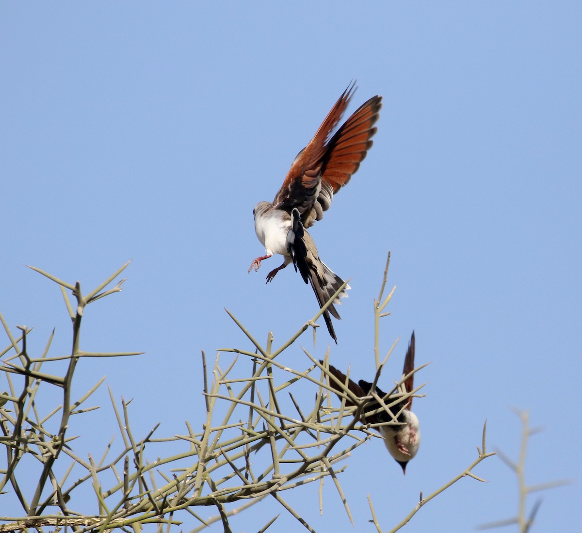 Namaqua Dove - ML145538911