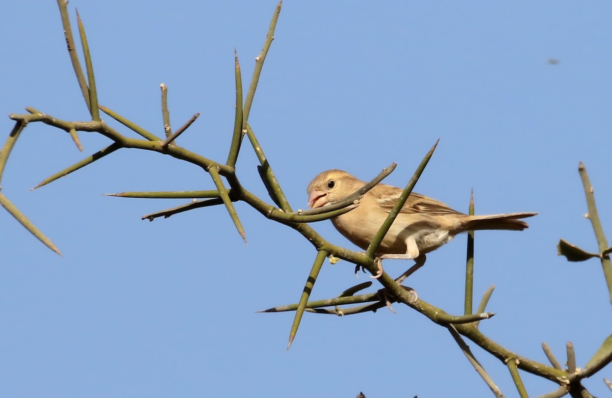 Sudan Golden Sparrow - ML145538921