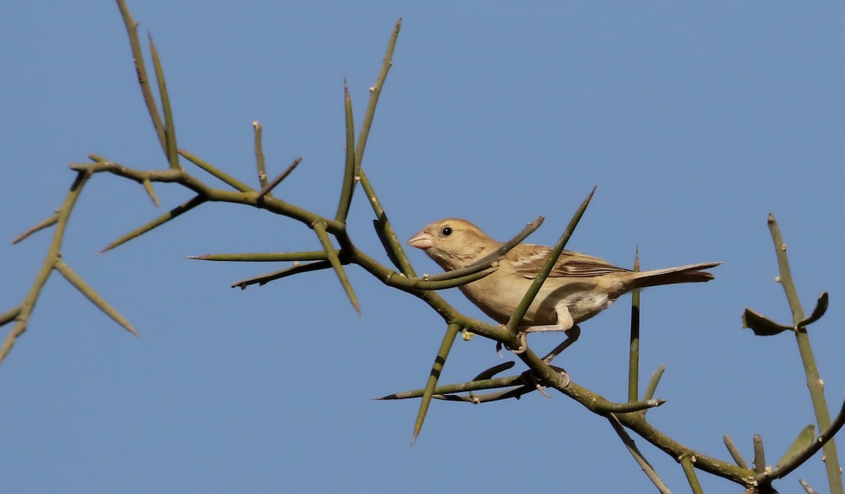 Sudan Golden Sparrow - ML145538931
