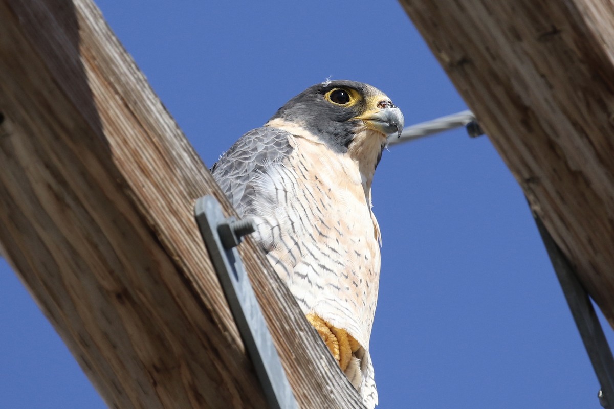 Peregrine Falcon - Russ Morgan