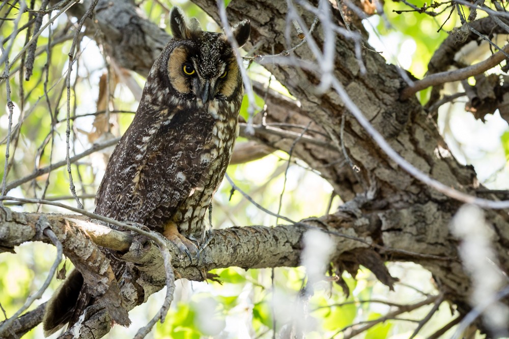 Long-eared Owl - ML145539171