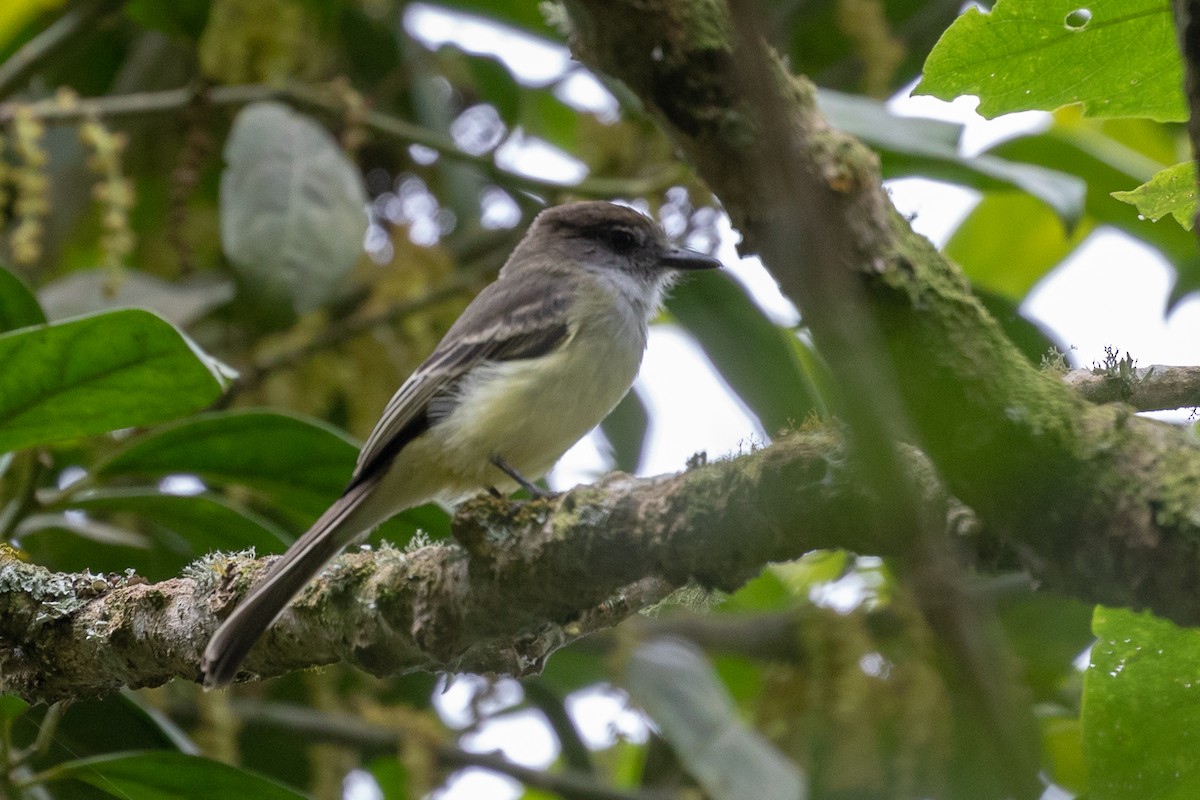 Pale-edged Flycatcher - ML145540371