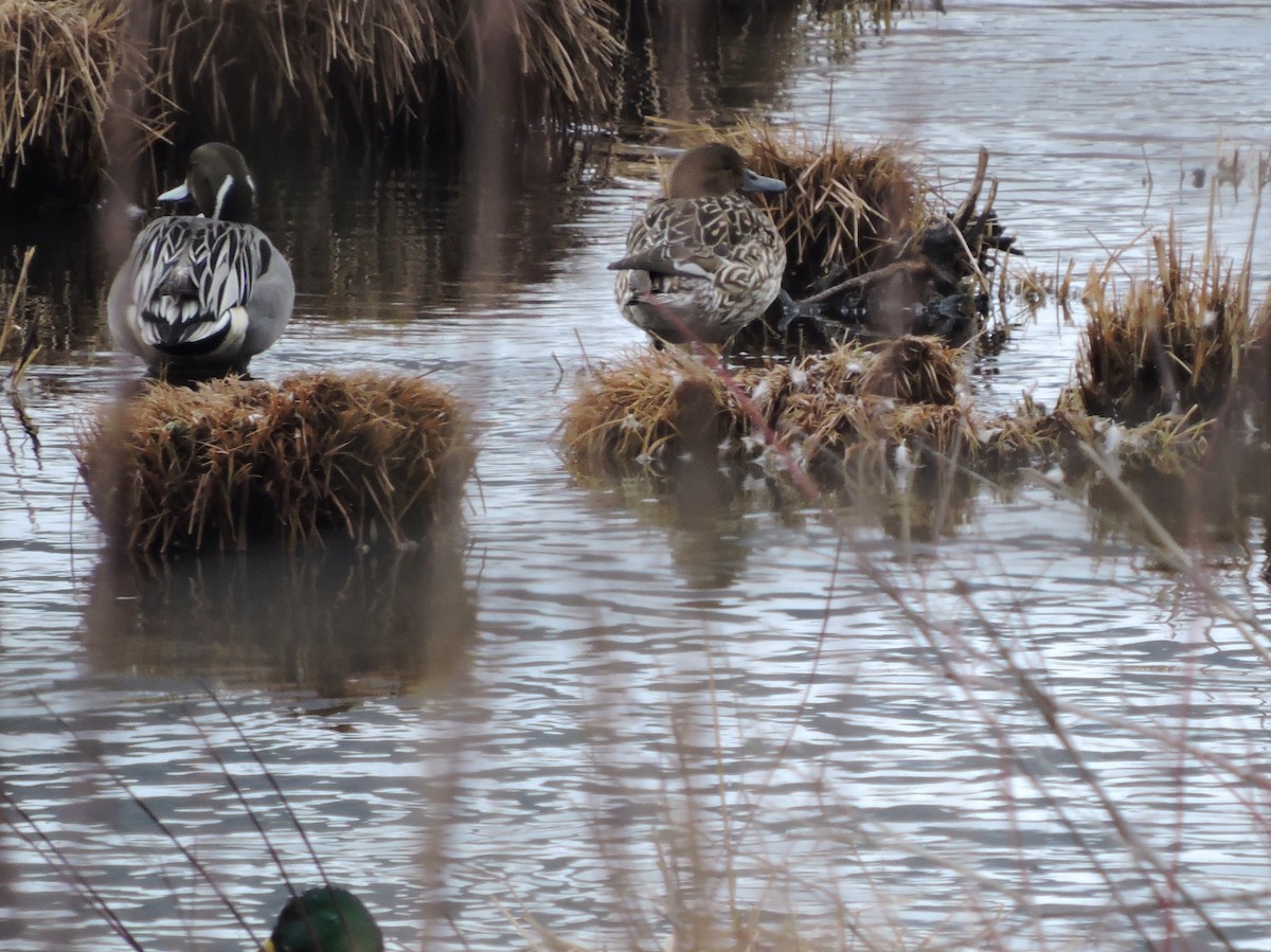 Northern Pintail - ML145540561