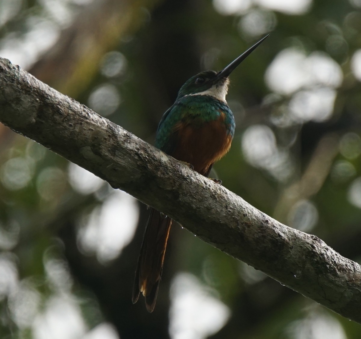 Rufous-tailed Jacamar - ML145541241