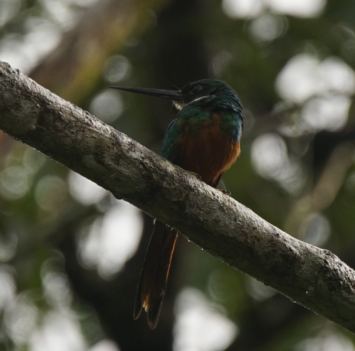 Rufous-tailed Jacamar - ML145541251